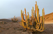 Large endangered endemic Eulychnia iquiquensis cactus on the rim of the upper reaches of Quebrada de Camina canyon, Pampa de Tana, Chile