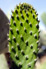 Opuntia cactus - Edible cactus commonly farmed in deep desert canyons of Atacama Desert. Timar vilage, Quebrada de Gaza o Calizama canyon, Pampa de Chaca, Chile