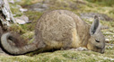 Vizcacha - High Andes furry rodent with a characteristic long bushy tail. Lives in family groups in rocky areas near water. Las Cuevas, Lauca National Park, Chile
