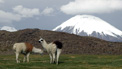 Llamas - Domesticated Andean camelids. Used since Inca times as a pack animal and for its fiber and meat. In the background volcanoes of Nevados Payachatas. Lauca National Park, Chile