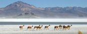 Herd of vicunas at Salar Surire - Fauna rich high altitude salt flats surounded by extinct volcanoes - altitude 4,245m a.s.l., Salar de Surire Natural Monument, UNESCO World Biosphere Reserve, Altiplano, Chile