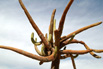 Candelabra cactus (Browningia candelaris). Extraordinary, big up to 5m tall, endemic to high altitudes of Northern Atacama Desert, very rare. Quebrada de Gaza o Calizama canyon, Pampa de Chaca, Chile.