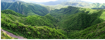 Yungi :: Dzungla mglistego lasu w Tucuman, Argentyna
