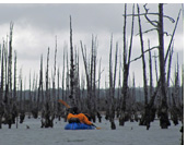 Dead cypress forest of Lucar river, Aisen, Patagonia, Chile