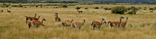 
Guanacos grazing at Valle Chacabuco, Patagonia, Chile